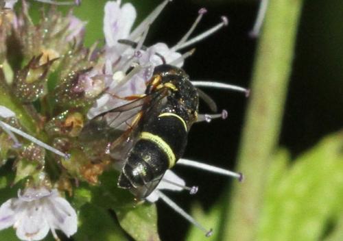 Réf. 208 704 : Leptochilus regulus